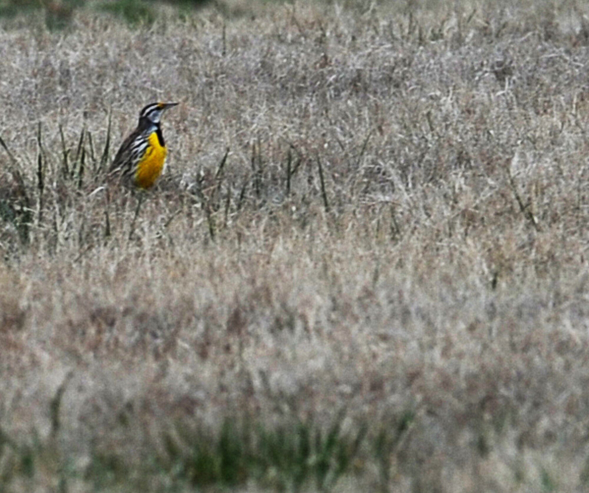 LANGLEY AIR FORCE BASE, Va. –An Eastern Meadowlark lands in a field of grass near the end of the flight line Dec. 20.  It was one of 12 meadowlarks counted during the annual winter bird count, which is held each December.  (U.S. Air Force photo/Airman 1st Class Zachary Wolf)