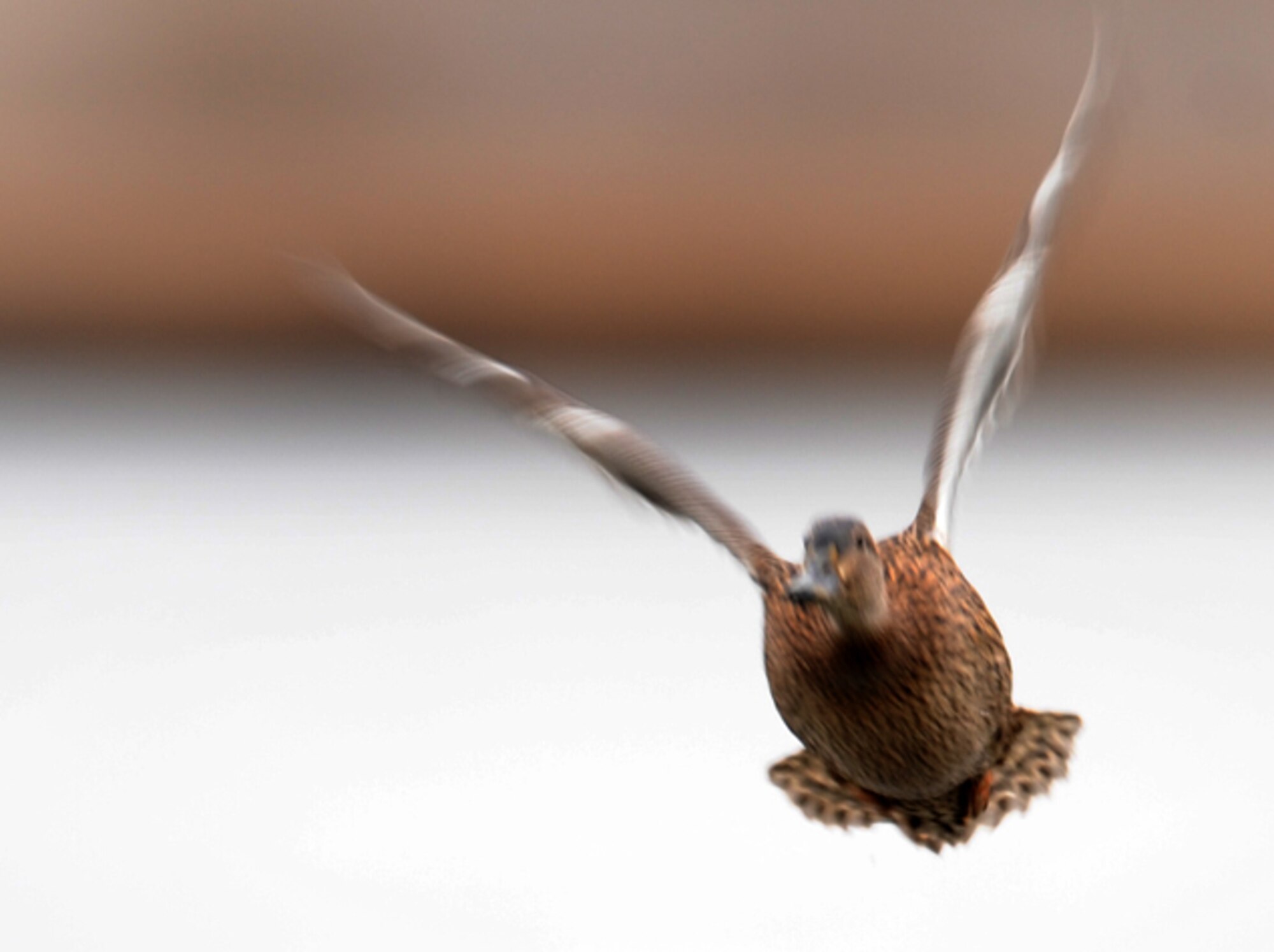 LANGLEY AIR FORCE BASE, Va. – A female Mallard takes flight over the water Dec. 20.  She was one of seven Mallards counted during the annual winter bird count, which is held each December.  (U.S. Air Force photo/Airman 1st Class Zachary Wolf)