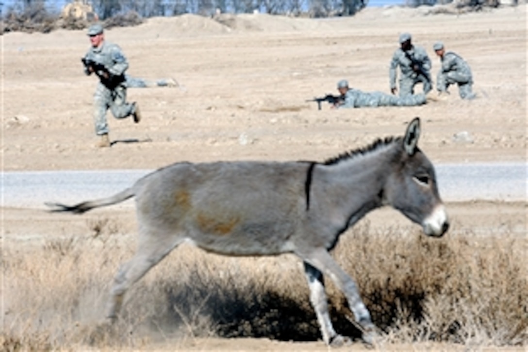 U.S. Army scouts flush out a donkey while they rehearse battle drills on Combat Operations Base Adder, Iraq, Dec. 14, 2008. The soldiers are assigned to the 1st Cavalry Division's Headquarters Company, 2nd Battalion, 12th Cavalry Regiment, 4th Brigade Combat Team.