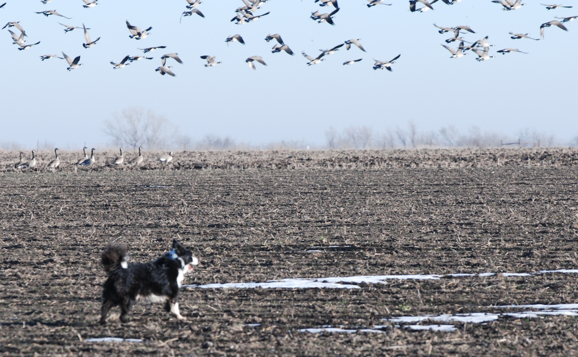 Jet, the base’s bird strike dog, disturbs a flock of geese, Dec. 12, on a nearby landowner’s farm. Jet plays the role of predator to these fowl to permanently scare them away without physically hurting them.  The results keep the birds out of the local airspace where they can be killed and cause damage to aircraft. (Photo by Airman 1st Class Jessica Lockoski)