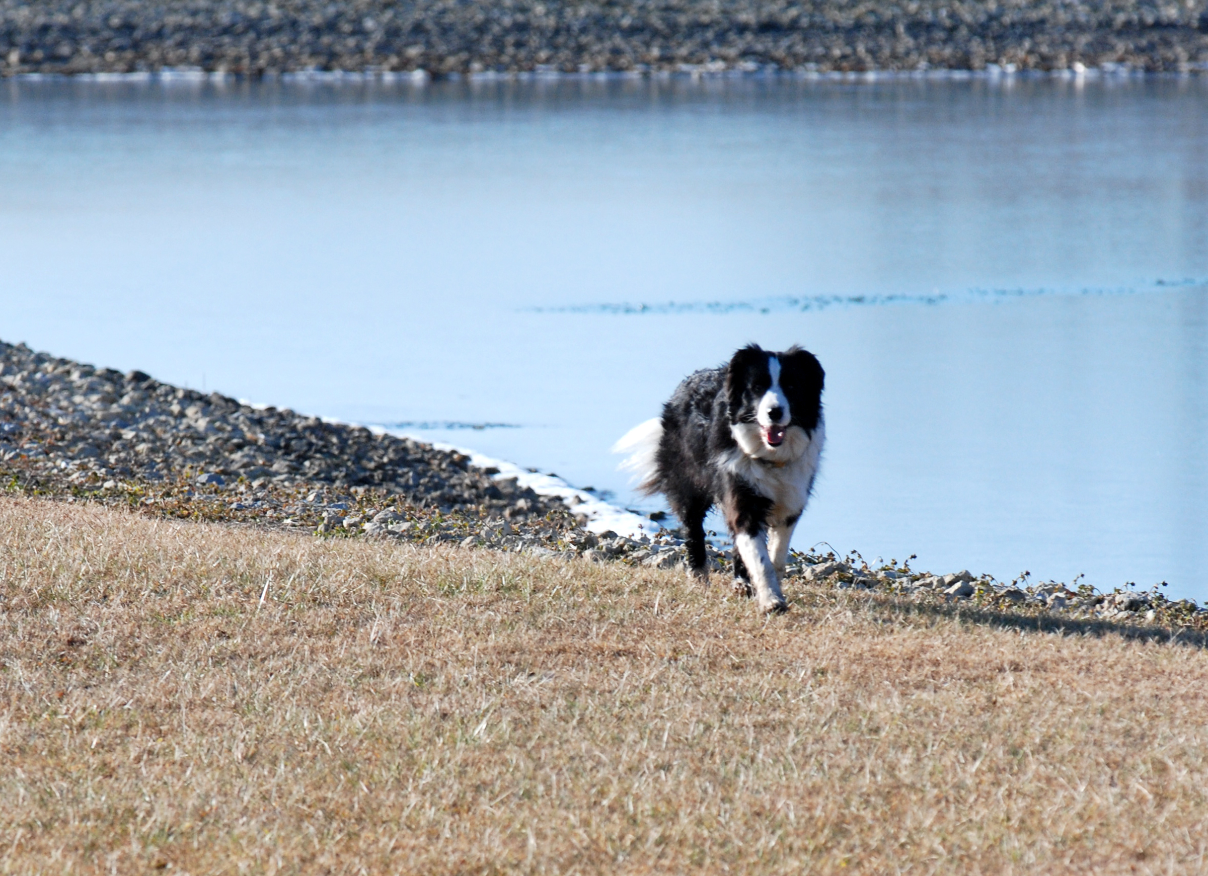 Border collie bird sales dog