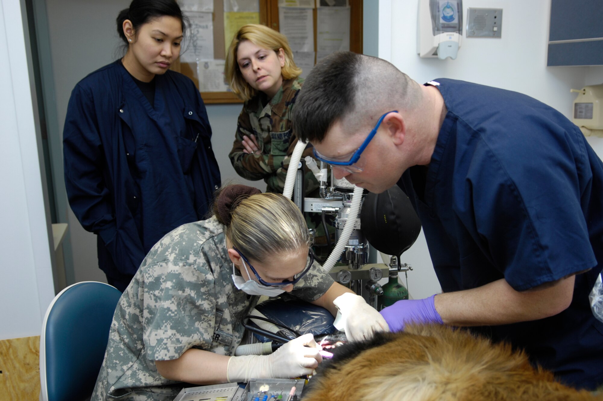 HANSCOM AFB, Mass. – Army Specialist Crystal Pakizer (left), animal care specialist, cleans Military Working Dog Paco’s teeth on Jan. 30 while the dog’s handler Chief Petty Officer John Harris (right) looks on. The procedure was performed at the 66th Medical Group Dental Clinic and dental clinic staff assisted with the procedure. (U.S. Air Force photo by Linda LaBonte Britt)