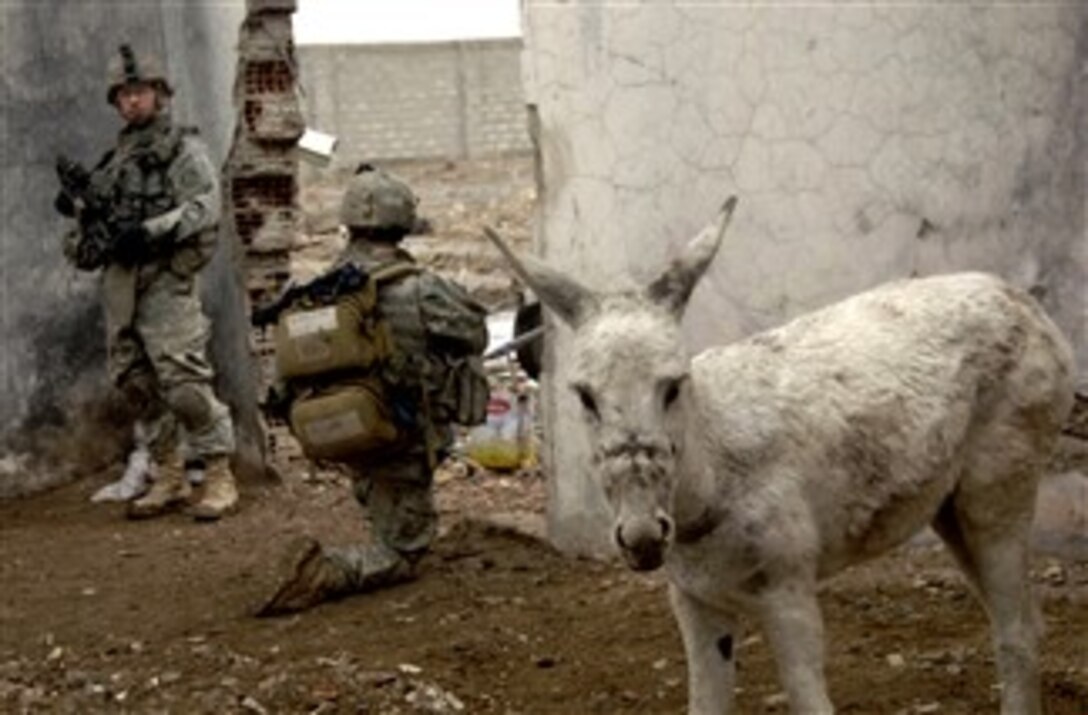A donkey appears more interested in the camera than the U.S. Army soldiers from 1st Squadron, 2nd Stryker Cavalry Regiment, searching a damaged building in Baghdad, Iraq, Jan. 26, 2008. 