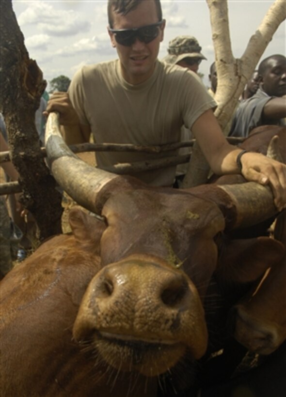 U.S. Army Spc. Aeryn Arrowsmith of Delta Company, 1st Battalion, 3rd Infantry Regiment forces a cow to lift its head so it can be given a deworming solution during a veterinary civic action project at an internally displaced personnel camp in Olwiyo, Uganda, on Jan. 22, 2008.  Combined Joint Task Force-Horn of Africa provides resources to facilitate a comprehensive animal health program that is executed by the Gulu and Amuru district officers and their staff at over 40 camps in Northern Uganda.  
