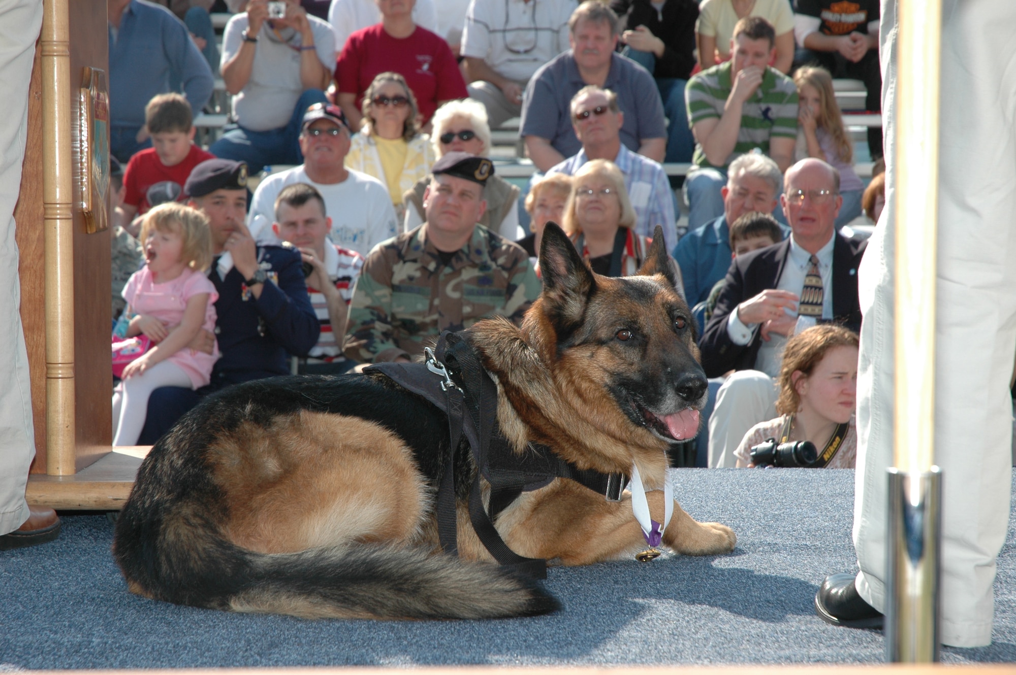 Lex, a German shepherd, received a commemorative Purple Heart medal for the injuries he sustained in combat in a ceremony honoring all working dogs at the Air Armament Museum today. (USAF photo/Staff Sgt. Stacia Zachary)

