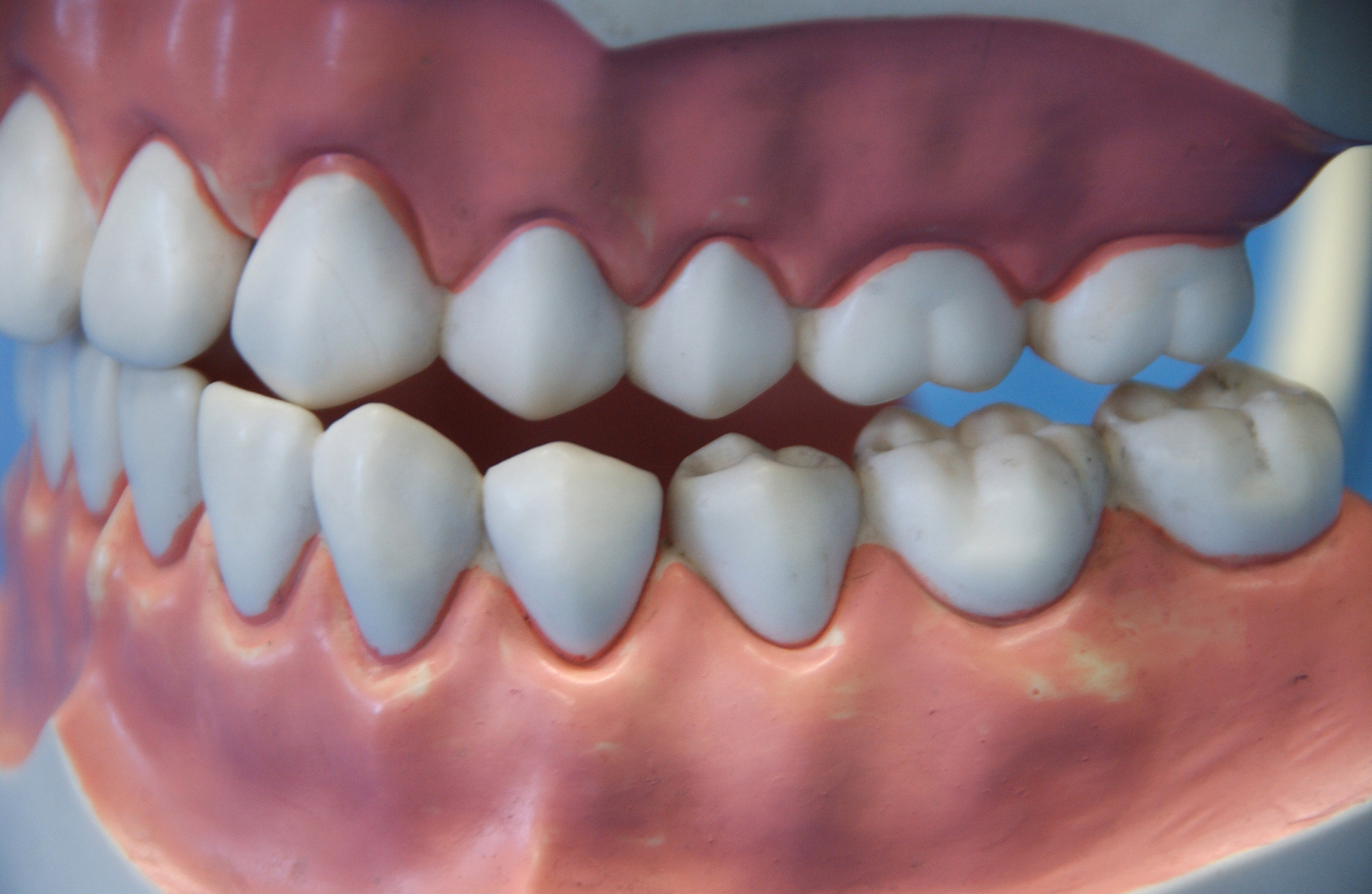 Oral Health & Teeth