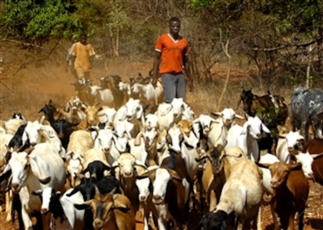 Local herdsman arrive with goats that will be treated by Kenyan veterinarians during a program spearheaded by the Combined Joint Task Force-Horn of Africa's 35th Civil Affairs Command on Manda Island in Kenya, Feb. 14, 2008. 