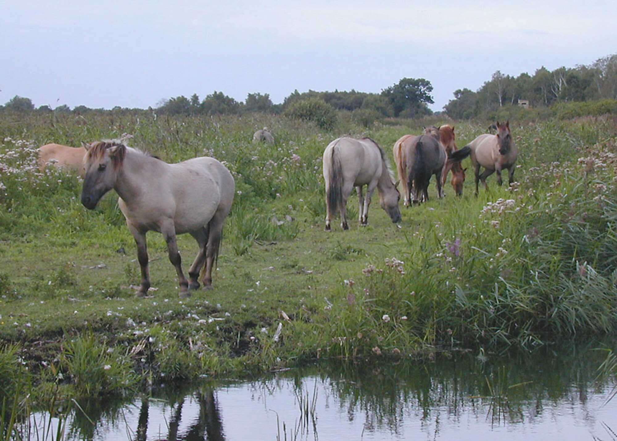 Wicken Fen National Nature Reserve is home to rare Konik ponies, which are direct descendants of the now extinct Tapan, which were brought here from Poland. (U.S. Air Force photo by Judith Wakelam)
