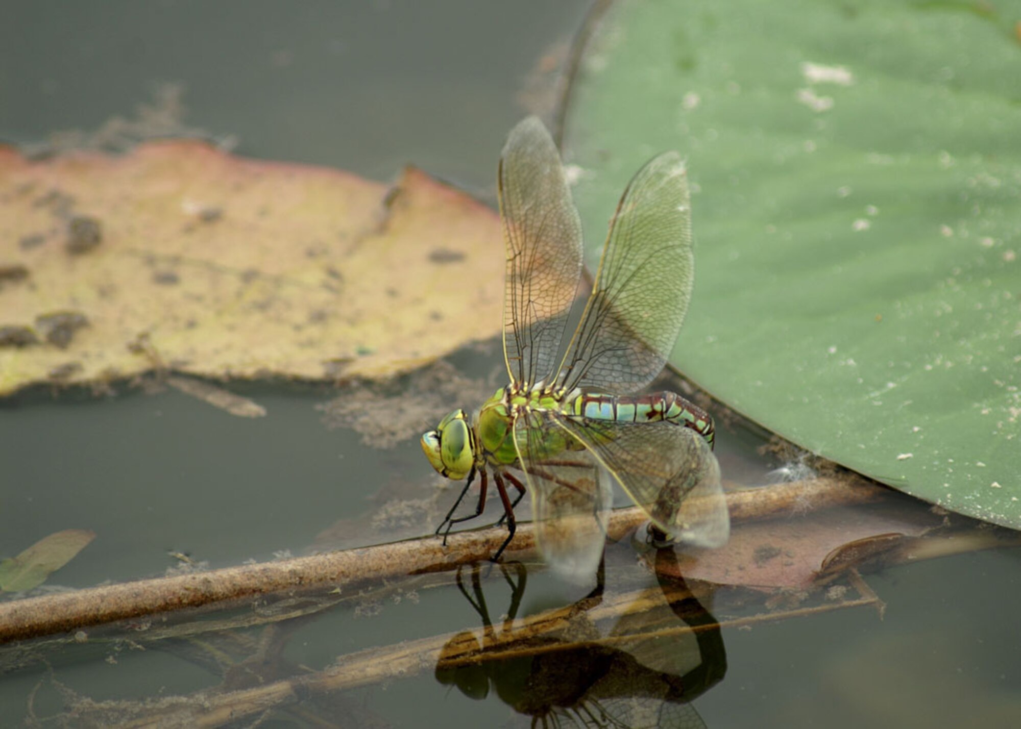 A dragonfly deposits her eggs in a pond at Wicken Fen, one of the oldest National Nature Reserves in the United Kingdom. (U.S. Air Force photo by Judith Wakelam)
