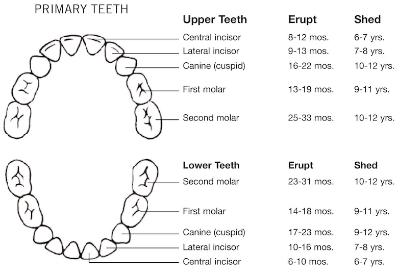 Primary And Permanent Teeth Eruption Chart