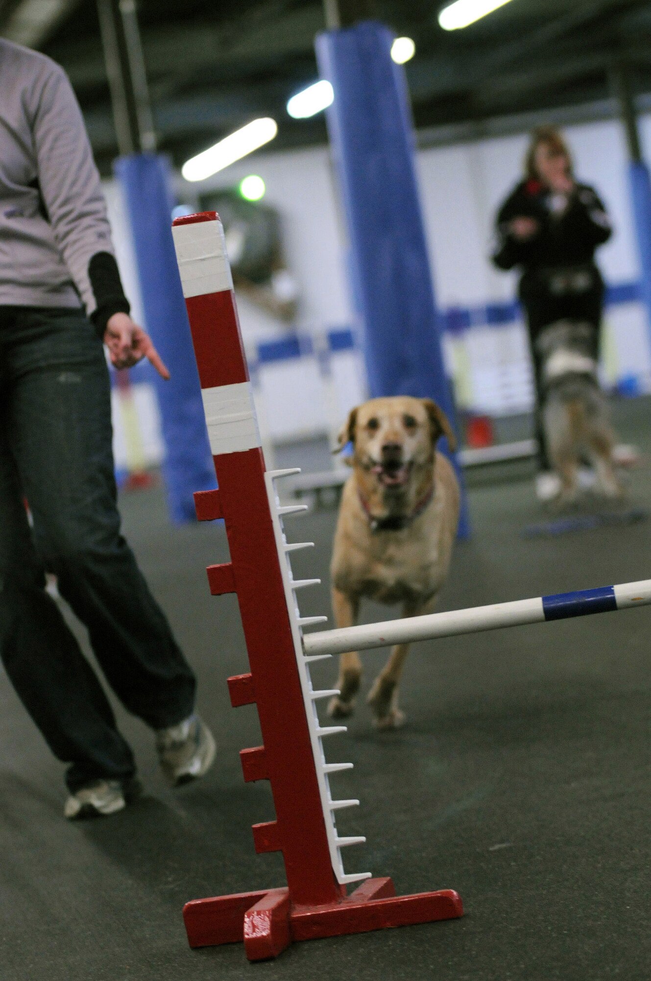 First Lt. Heather Greatting instructs Zoey, her 9-year-old Labrador retriever, to jump over a hurdle Feb. 11 during agillity training.  The lieutenant obtained Zoey from a Labrador rescue center and currently competes with her in canine agility. Lieutenant Greatting is a space intelligence surveillance and reconnaissance systems employment analyst with the National Air and Space Intelligence Center at Wright-Patterson Air Force Base, Ohio. (U.S. Air Force photo/Staff Sgt. Joshua Strang)