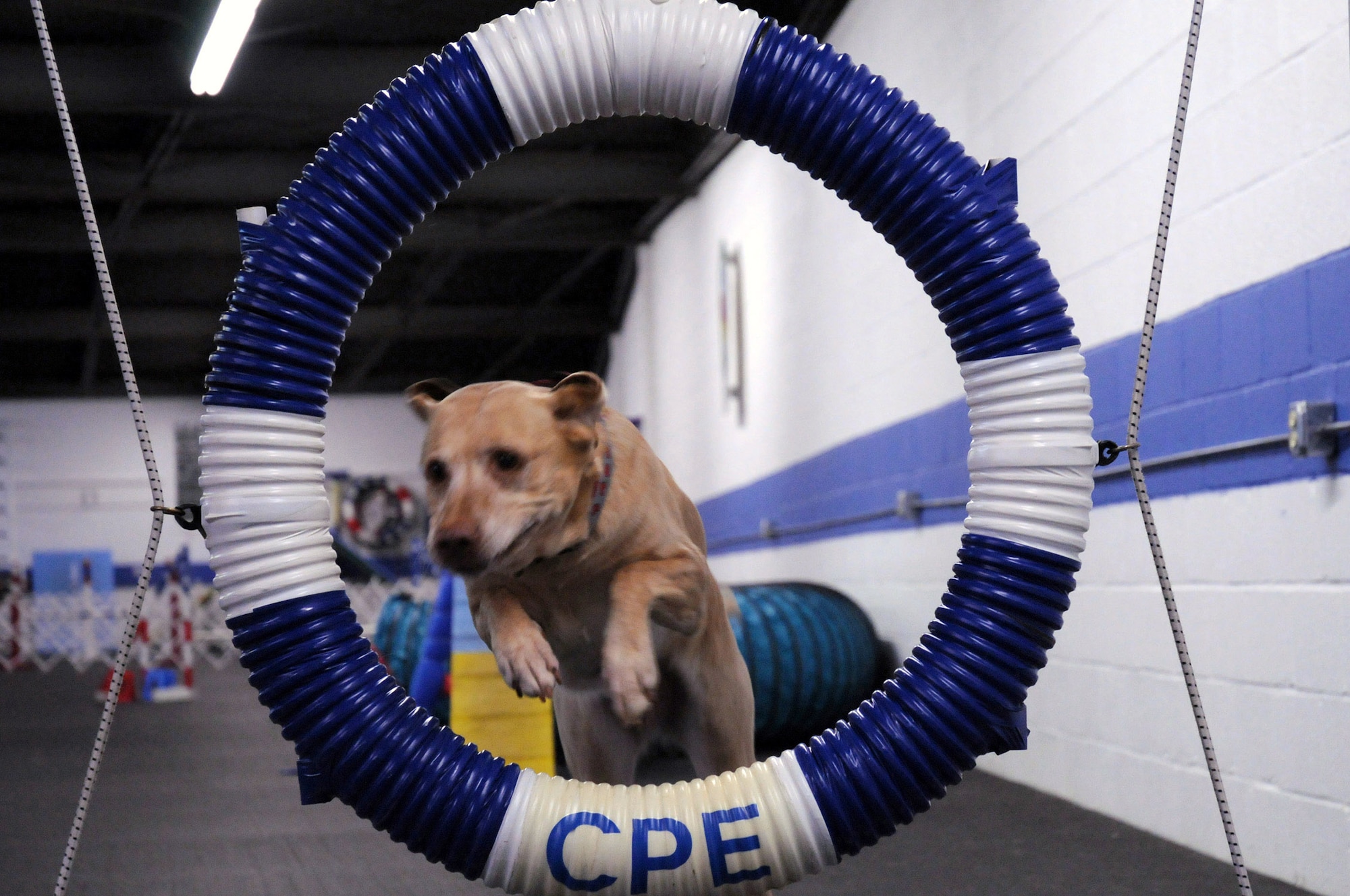 Zoey, a 9-year-old Labrador retriever belonging to 1st Lt. Heather Greatting, completes an obstacle Feb. 11 during agillity.  The lieutenant obtained Zoey from a Labrador rescue center and currently competes with her in canine agility. Lieutenant Greatting is a space intelligence surveillance and reconnaissance systems employment analyst with the National Air and Space Intelligence Center at Wright-Patterson Air Force Base, Ohio. (U.S. Air Force photo/Staff Sgt. Joshua Strang) 