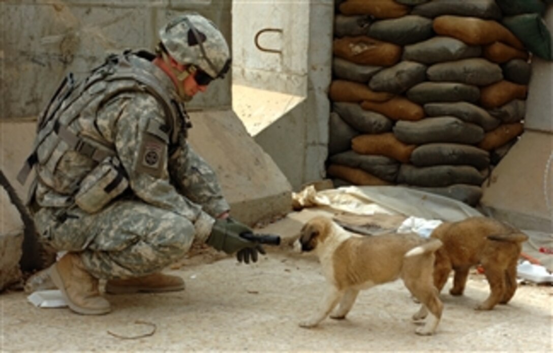 Sgt. Steven Olesen with 2nd Brigade Combat Team, 101st Airborne Division, plays with two puppies at Joint Security Station Ghazaliyah 1 in western Baghdad, Feb. 24, 2008. 