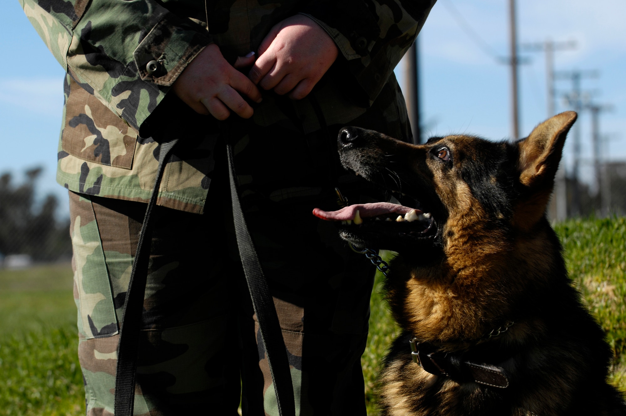 VANDENBERG AIR FORCE BASE, Calif. -- Senior Airman Shawna Richards, a entry controller with the 30th Security Forces Squadron, trains her military working dog, Baiky,on Feb. 26. Security forces train their bomb and drug sniffing dogs to seek out illegal items and potential threats. Handlers prepare the dogs for duty using obstacles designed to simulate real scenarios. Military working dogs have been used by the U.S. armed forces since World War I. (U.S. Air Force photo/Airman 1st Class Christian Thomas)