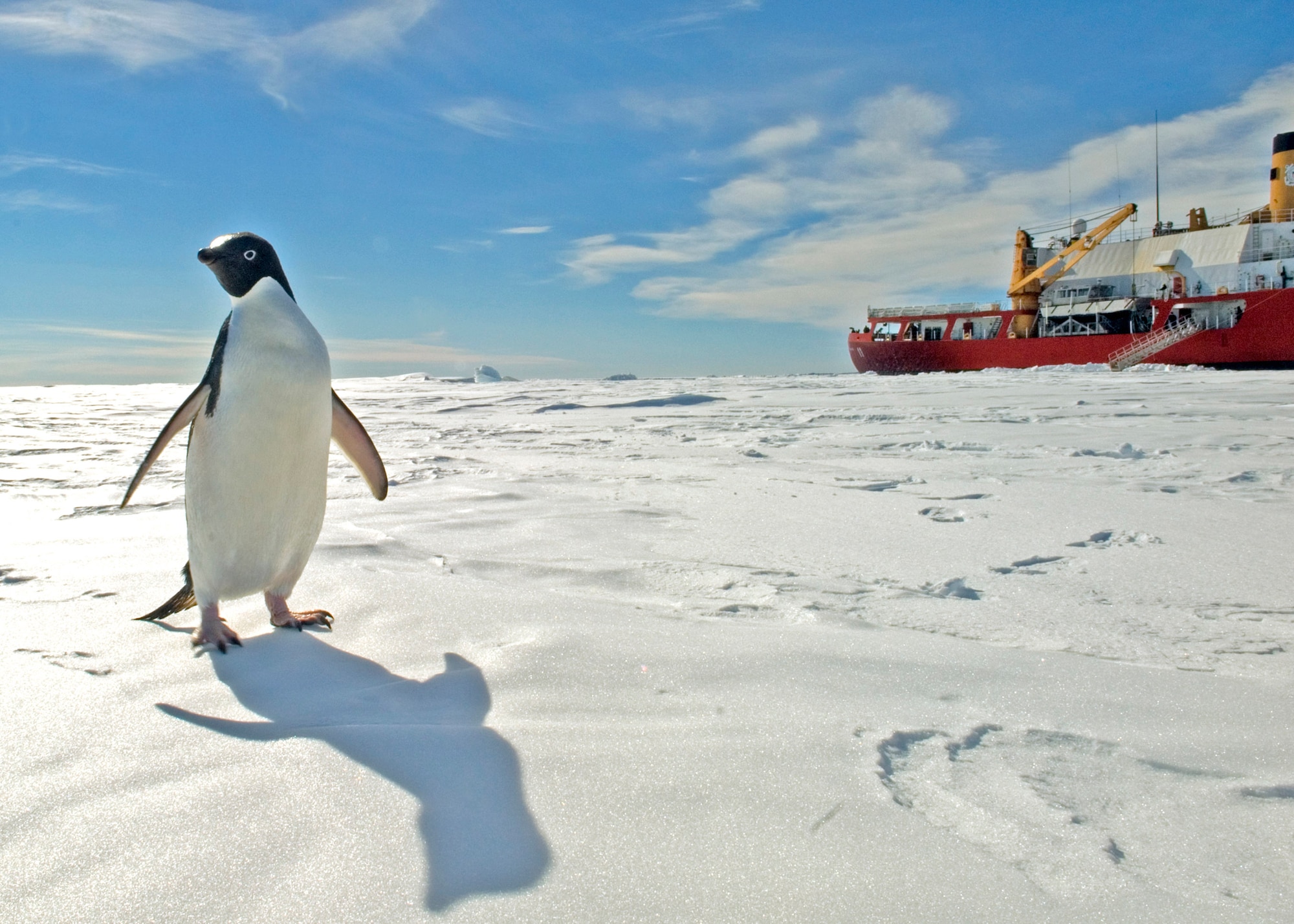 A curious penguin comes by to investigate the Coast Guard Cutter Polar Sea as the ship takes a break from its ice-breaking duties. The Polar Sea is in Antarctica as part of the Air Force-led Joint Task Force Support Forces Antarctica, Operation Deep Freeze 2007, clearing a navigable channel for supply ships to get needed equipment and goods to scientists working in McMurdo, Antarctica. (U.S. Coast Guard photo/Petty Officer 3rd Class Kevin Neff)