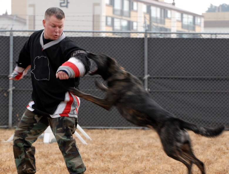 KUNSAN AIR BASE, South Korea --Staff Sgt. Andrew Odell works with Archie on his attack at the newly renovated military working dog facility here Dec. 28.  Sergeant Odell and members of the 8th Security Forces Squadron K-9 unit train and work side-by-side with K-9s as part of their duties.  (U.S. Air Force photo / Senior Airman Steven R. Doty)