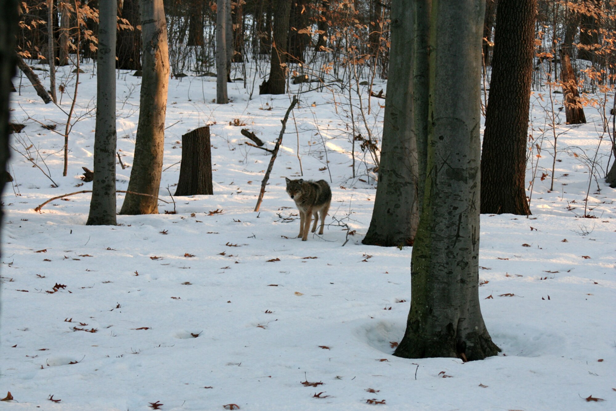 HANSCOM AFB, Mass. – This coyote was spotted Jan. 5 in a wooded area near base housing. Coyotes are common throughout Massachusetts and are not considered dangerous to humans; however, base personnel and residents are urged to exercise caution when encountering wildlife. (U.S. Air Force photo by Maj. Tammy Mayer) 
