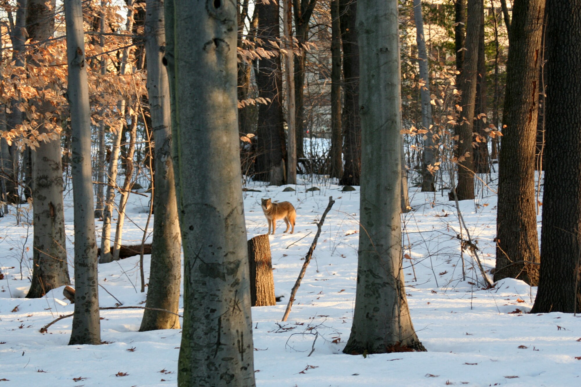 HANSCOM AFB, Mass. – This coyote was spotted Jan. 5 in a wooded area near base housing. Coyotes are common throughout Massachusetts and are not considered dangerous to humans; however, base personnel and residents are urged to exercise caution when encountering wildlife. (U.S. Air Force photo by Maj. Tammy Mayer) 