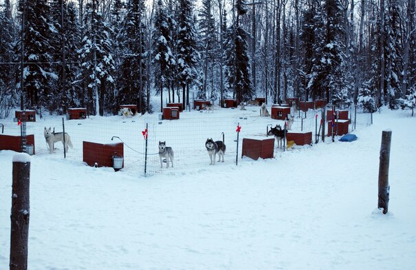 EIELSON AIR FORCE BASE, Alaska--Twenty-seven Siberian husky dogs walk, play, and sit in their kennel after a grueling practice. These 27 dogs race as a team to raise awareness and funds for disabled children. Maj. Blake Matray, 168th Air Refueling Wing KC-135 pilot, operates the Sled Dog Fund, Inc., which is a non-profit organization that support disabled children and their families and finance clinical research on developmental disabilities, hospital programs, and educational programs. (U.S. Air Force photo by Staff Sgt. Eric T. Sheler)

