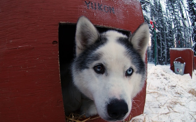 EIELSON AIR FORCE BASE, Alaska--Yukon, a Siberian husky that is a member of a 27-dog sledding racing team stares curiously into the lens of a camera while keeping himself warm before he is called upon for practice. Yukon and his team race to raise awareness and funds for disabled children. Maj. Blake Matray, 168th Air Refueling Wing KC-135 pilot, operates the Sled Dog Fund, Inc., which is a non-profit organization that support disabled children and their families and finance clinical research on developmental disabilities, hospital programs, and educational programs. (U.S. Air Force photo by Staff Sgt. Eric T. Sheler)