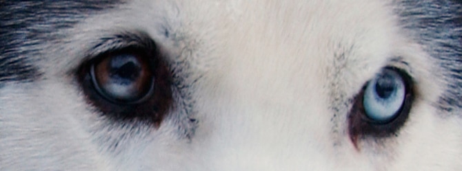 EIELSON AIR FORCE BASE, Alaska--"The determination of Siberian husky Yukon can be seen in his eyes" said Maj. Blake Matray, 168th Air Refueling Wing KC-135 pilot, during a discussion about this member of his 27-dog sled racing team that raises awareness and funds for disabled children.  Major Matray operates the Sled Dog Fund, Inc., a non-profit organization that support disabled children and their families and finance clinical research on developmental disabilities, hospital programs, and educational programs. (U.S Air Force photo by Staff Sgt Eric T. Sheler)
