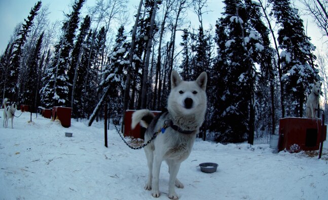EIELSON AIR FORCE BASE, Alaska--Tahoe, one of the lead dogs of a team of 27 Siberian Huskies, stares curiously into the lens of the camera. Tahoe and his team race raise awareness and funds for disabled children.  Maj. Blake Matray, 168th Air Refueling Wing KC-135 pilot, operates the Sled Dog Fund, Inc., which is a non-profit organization that support disabled children and their families and finance clinical research on developmental disabilities, hospital programs, and educational programs. (U.S. Air Force photo by Staff Sgt. Eric T. Sheler)