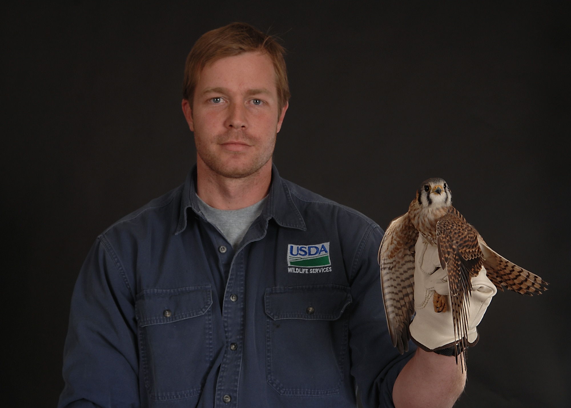 MOODY AIR FORCE BASE, Ga. -- Odin Stephens, wildlife biologist for the United States Department of Agriculture, catches an American kestrel Jan. 15 here. Stephens runs Moody's Bird Aircraft Strike Hazard program, keeping the flightline and airmen safe from bird strikes and other wildlife hazards. (U.S. Air Force photo by Airman 1st Class Brittany Barker) 
