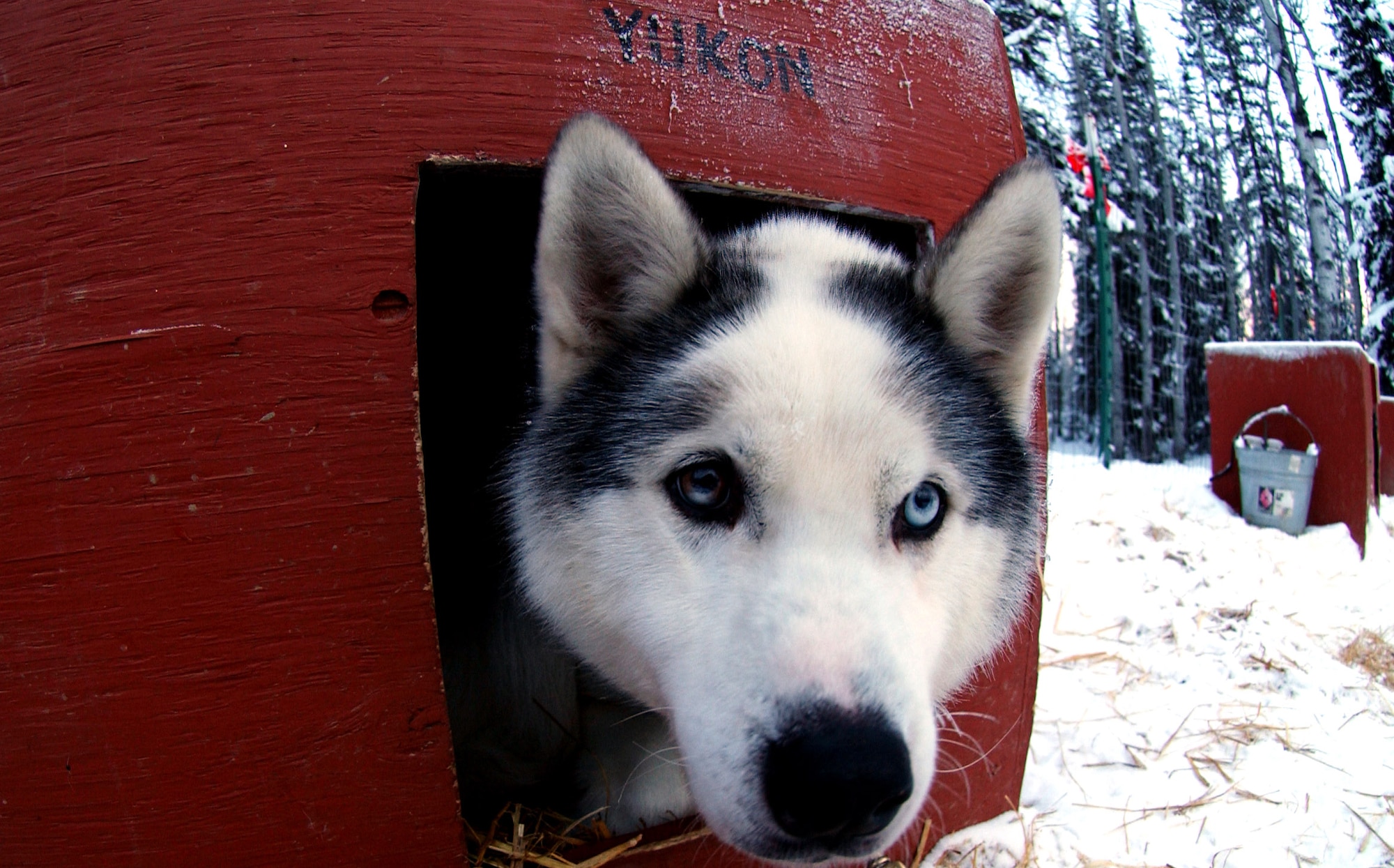 Yukon, a Siberian husky that is a member of a 27-dog sledding racing team stares curiously into the lens of a camera while keeping himself warm before he is called upon for practice Jan. 10 in Alaska. Yukon and his team race to raise awareness and funds for disabled children. Maj. Blake Matray, a 168th Air Refueling Wing KC-135 Stratotanker pilot at Eielson Air Force Base, Alaska, operates the Sled Dog Fund, Inc., which is a non-profit organization that support disabled children and their families and finance clinical research on developmental disabilities, hospital programs, and educational programs. (U.S. Air Force photo/Staff Sgt. Eric T. Sheler) 
