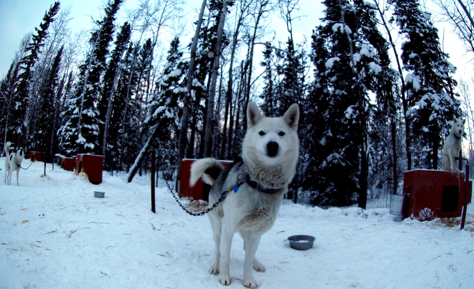 Tahoe, one of the lead dogs of a team of 27 Siberian Huskies, stares curiously into the lens of the camera Jan. 10 in Alaska. Tahoe and his team race raise awareness and funds for disabled children. Maj. Blake Matray, a 168th Air Refueling Wing KC-135 Stratotanker pilot at Eielson Air Force Base, Alaska, operates the Sled Dog Fund, Inc., which is a non-profit organization that support disabled children and their families and finance clinical research on developmental disabilities, hospital programs, and educational programs. (U.S. Air Force photo/Staff Sgt. Eric T. Sheler) 
