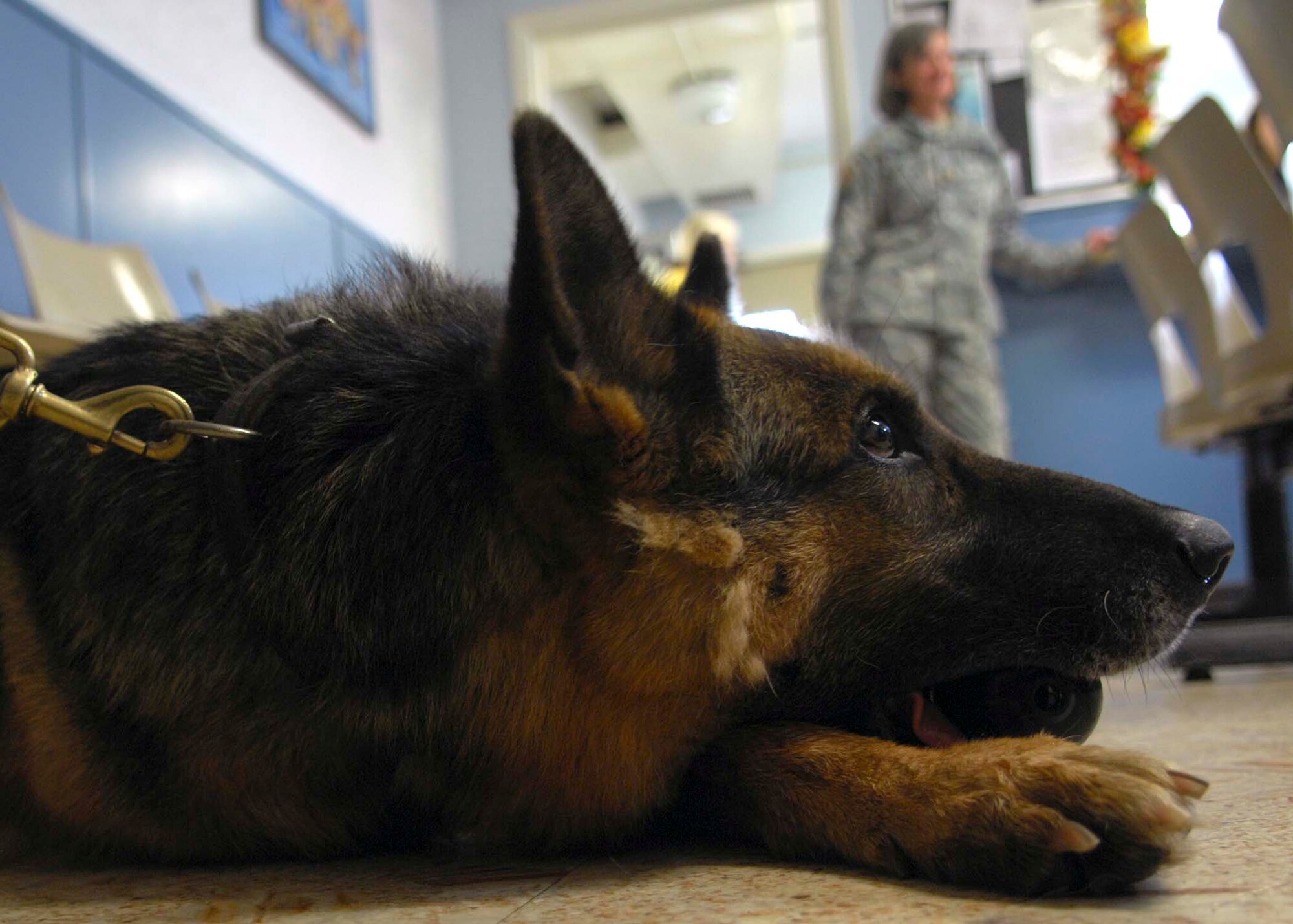 SHAW AIR FORCE BASE, S.C.-- Army Major Bonnie Martin, Fort Jackson Veterinarian Services chief, adopts Zeus, former 20th Security Forces Squadron military working dog, at the Shaw veterinary clinic Jan. 17. Zeus had to end his military service when his front right leg had to be amputated due to an accident.  (U.S. Air Force photo/A1C William Coleman)