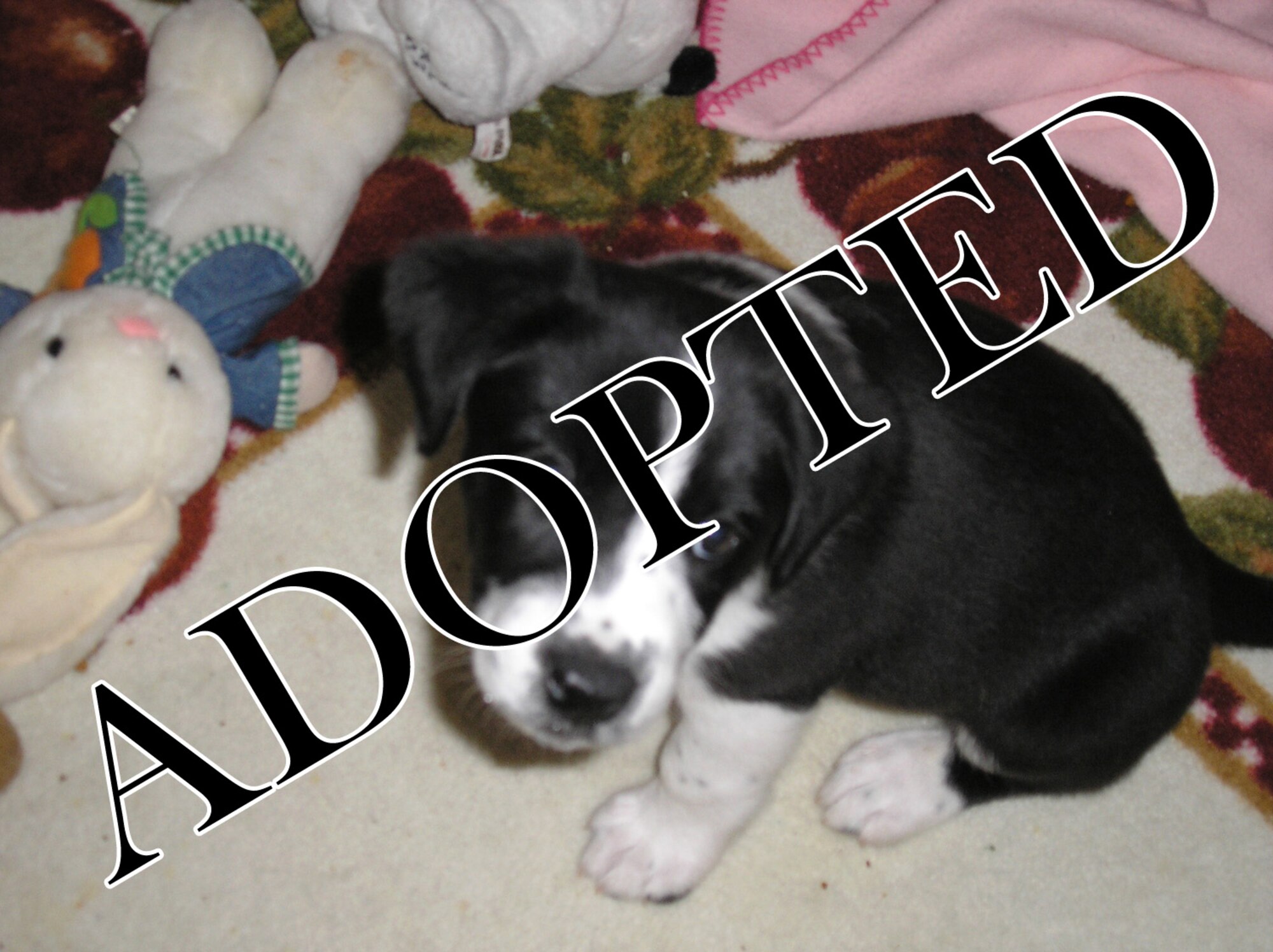 This puppy's name is Snoopy and he comes with many toys and other accessories. He has had his first shots and is almost four months old. 

This animal and others are in need of new homes due to abandonments or military assignments or deployments. To adopt one of these animals or include your pet in this list, please contact the Airman and Family Readiness Center at (575) 784-4228 to send a high resolution photo, a description of the animal and your contact information. Please include information such as approximate age, sex, spayed/neutered, and if declawed or microchiped. To have the pet removed from the site, send a cancellation notice. (courtesy photo)