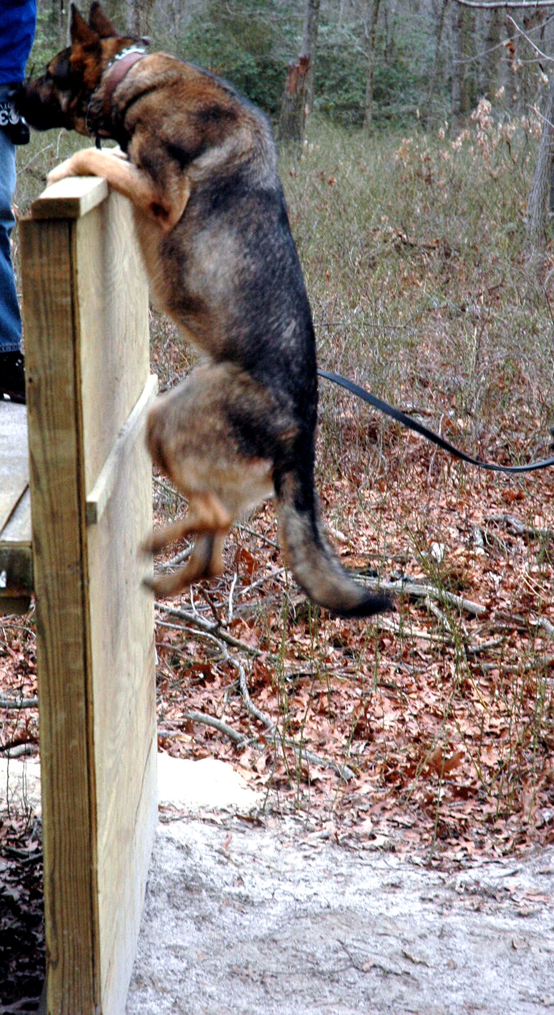 Military working dog Arek, a German Shepherd, jumps a six-foot wall during training on Fort Dix Jan. 22.  Arek is a MWD assigned to the 75th Security Forces Squadron, Hill Air Force Base, Utah, and along with his handler, Staff Sgt. Jason Hanisko, were students in the K-9 track for the U.S. Air Force Expeditionary Center's Phoenix Warrior Training Course 08-2.  The course prepares security forces for upcoming deployments.  (U.S. Air Force Photo/Tech. Sgt. Scott T. Sturkol)