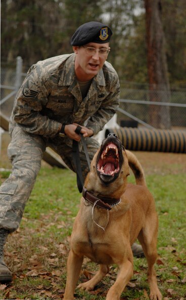 MOODY AIR FORCE BASE, Ga. -- Staff Sgt. Morgan Maul, 23rd Security Forces Squadron military working dog (MWD) handler, holds back his MWD Rico during controlled aggression training Jan. 23 here. The training is held daily and includes 6 phases. (U.S. Air Force photo by Airman 1st Class Gina Chiaverotti)