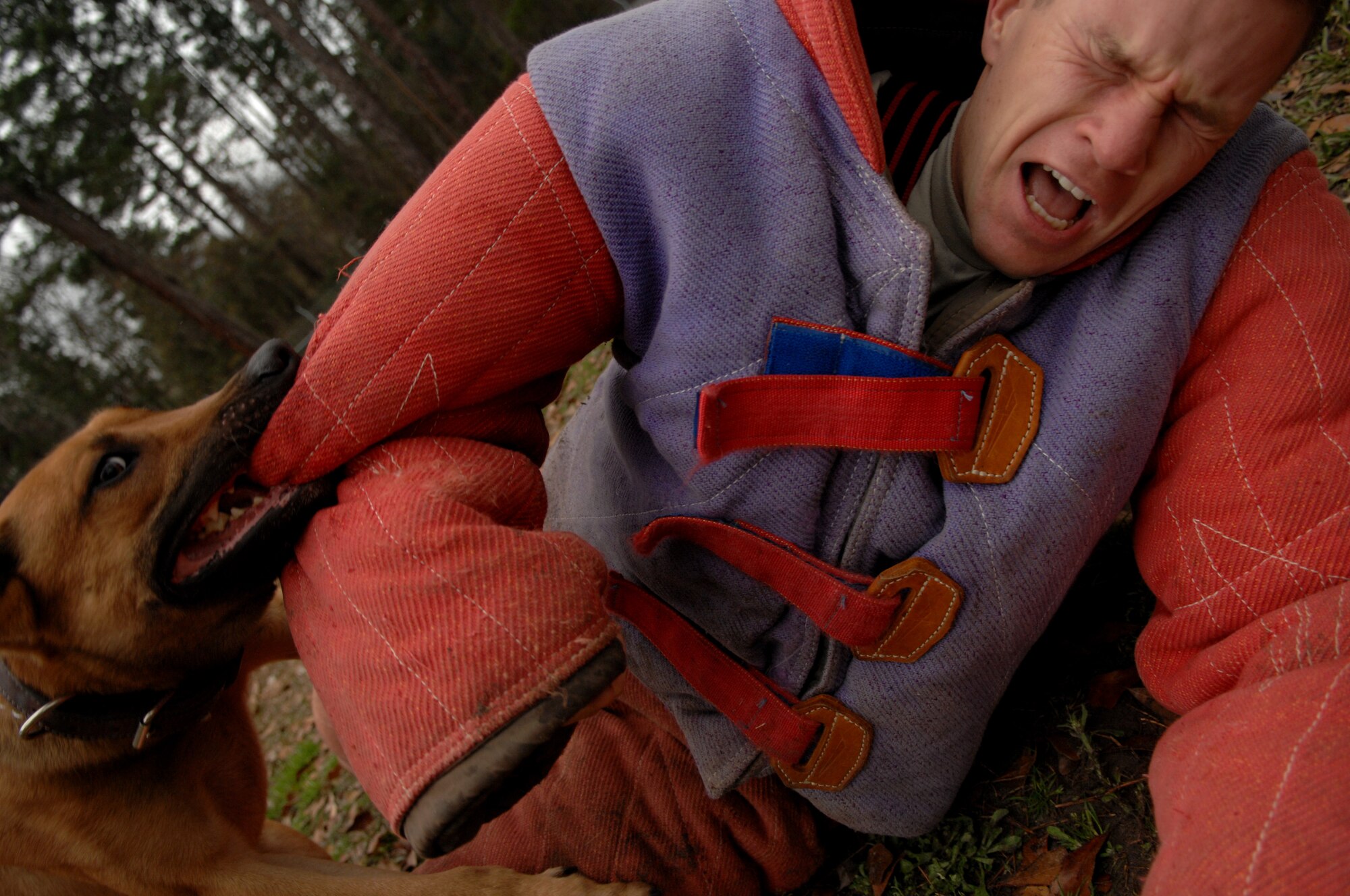 MOODY AIR FORCE BASE, Ga. -- Tech. Sgt. Timothy Kaluza, 23rd Security Forces Squadron military working dog (MWD) handler, is attacked by MWD Rico during controlled aggression training Jan. 23 here. The training is held daily to prepare the handlers and MWDs for real world events state side and in deployed locations. (U.S. Air Force photo by Airman 1st Class Gina Chiaverotti)