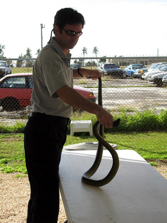 Usda Gets Brown Tree Snakes Out Of Trees Into Cages Andersen