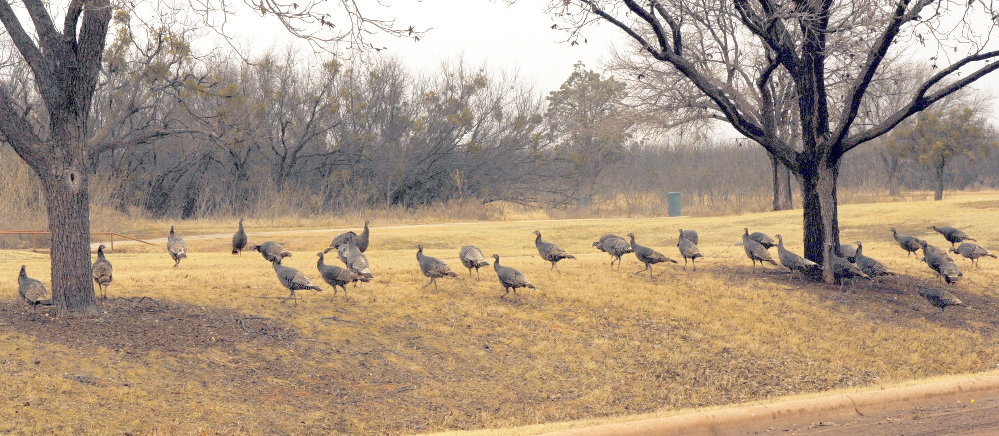 DYESS AIR FORCE BASE, Texas -- A flock of turkeys take a visit near housing Jan. 25. Multiple types of wildlife including snakes, owls, bobcats and several others are known to inhabit the wide open brush available on base. (U.S. Air force photo by Senior Airman Courtney Garrard)