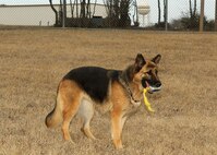 Jenny, a 3-year-old German shepherd, plays fetch Jan. 29. She did not finish the military working dog program at Lackland AFB, Texas, and was adopted by a Phoenix family. She was one of several dogs available for adoption. (USAF photo by Alan Boedeker)                               
