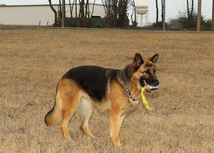 Jenny, a 3-year-old German shepherd, plays fetch Jan. 29. She did not finish the military working dog program at Lackland AFB, Texas, and was adopted by a Phoenix family. She was one of several dogs available for adoption. (USAF photo by Alan Boedeker)                               