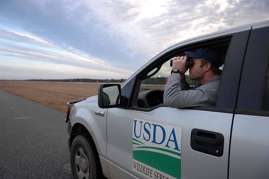 MOODY AIR FORCE BASE, Ga. -- Odin Stephens, 23rd Wing wildlife biologist, scouts the surrounding area of Moody's flight line here Jan. 30. Mr. Stephen's daily routine includes monitoring the flightline for potential wildlife hazards. (U.S. Air Force photo by Airman 1st Class Brittany Barker) 

