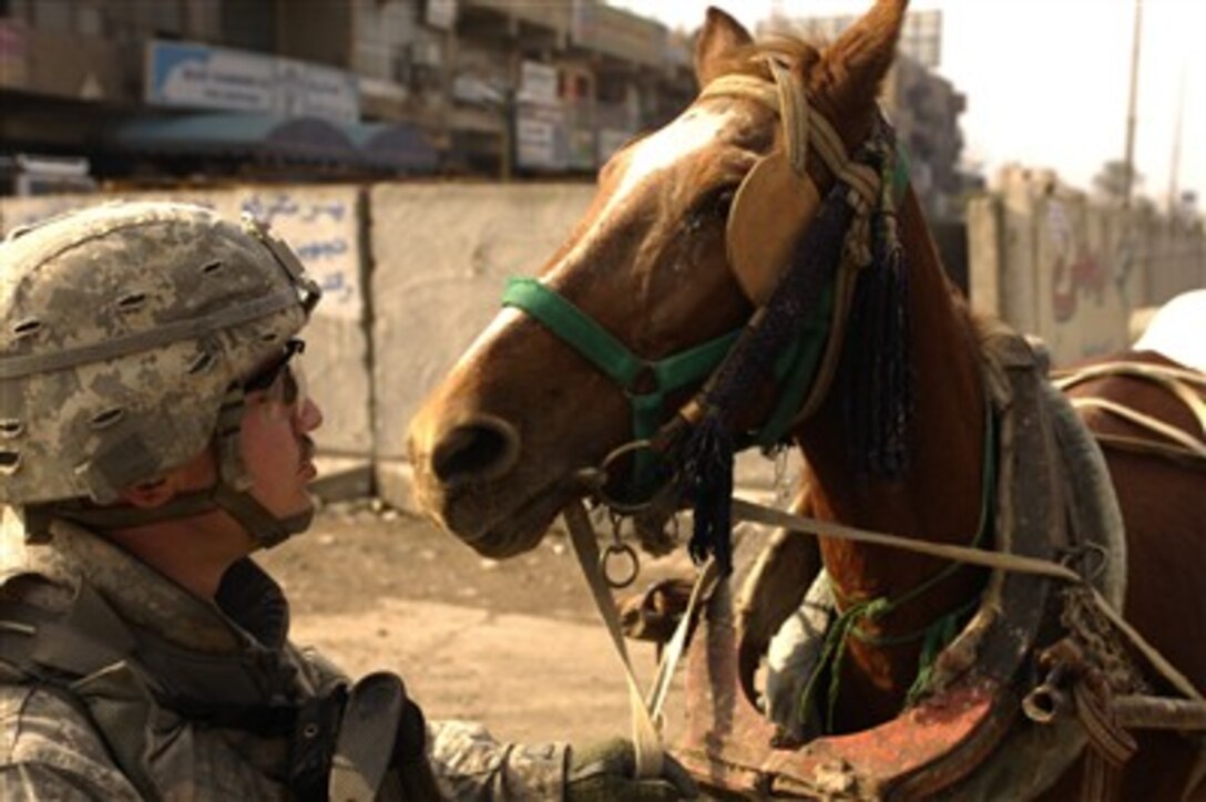 U.S. Army Spc. Kidney, of 3rd Squadron, 89th Cavalry Regiment, Headquarters Troop, 4th Brigade, 10th Mountain Division, holds the reins of a horse as other soldiers investigate a man they think is selling propane illegally from a horse cart during a patrol in the Palestine Market in Baghdad, Iraq, on Jan. 24, 2008.  Soldiers surveyed shop owners to increase the safety and security of the market.  