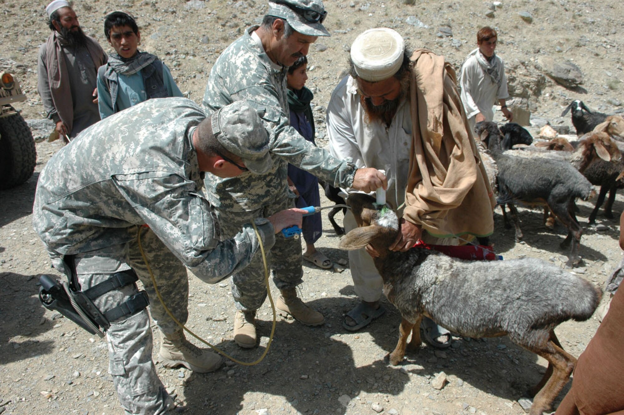PARWAN PROVINCE, Afghanistan -- A Soldier with Combined Joint Task Force 101 gives a goat a dose of de-wormer as part of a village medical outreach in Nilay Village in the Kohe Sofe District here June 26. (U.S. Army photo by Pvt. Tamara Gabbard)
