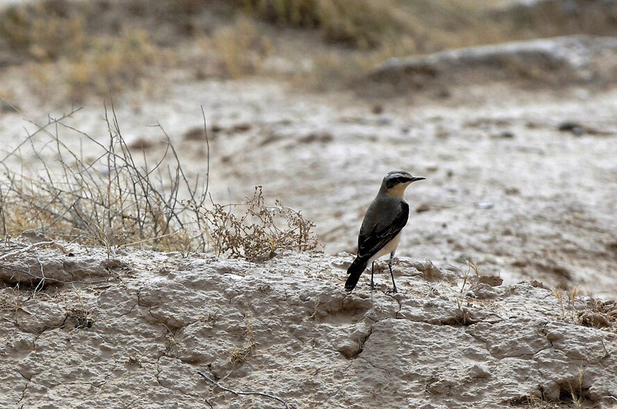 A northern Wheatear is one of many types of birds that calls Balad home. Even small birds can pose a threat to flying aircraft because they can be sucked into engines and render them useless. (U.S. Air Force photoby Senior Airman Julianne Showalter) 
