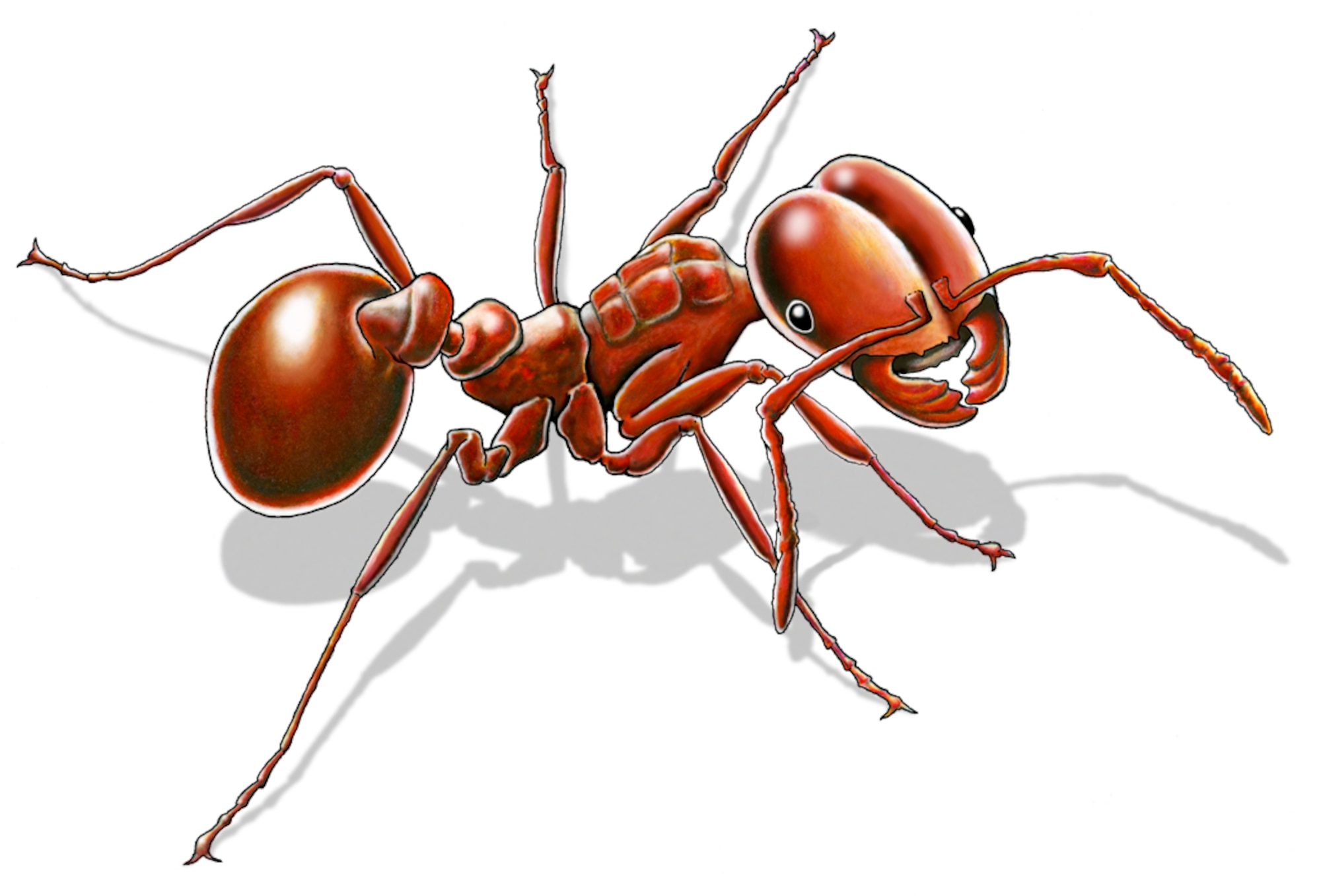 A color illustration of a Texas fire ant.  These insects fiercely defend their mounds as an Airman from San Antonio, Tex.  found out the hard way. (illustration by Sammie W. King)
