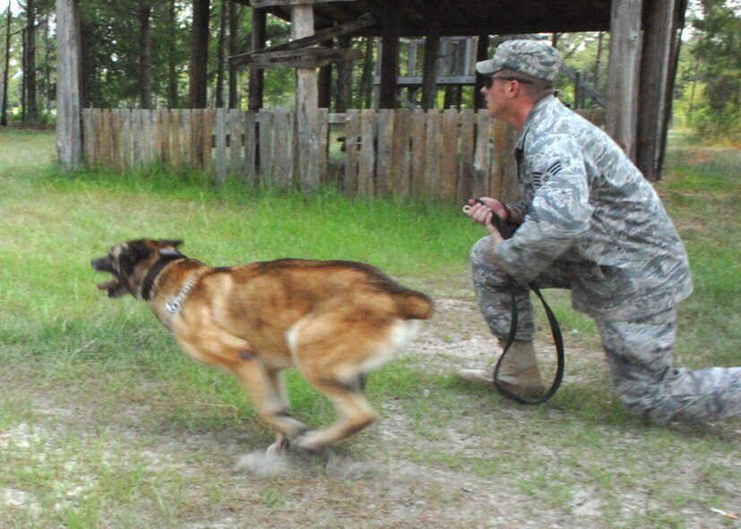 MOODY AIR FORCE BASE, Ga. – Staff Sgt. Jack Carr, 823rd Security Forces Squadron military working dog handler, releases his partner Argo during a sight tracking exercise here June 25. Dogs are trained regularly in realistic scenarios to hone their skills.  (U.S. Air Force photo by Airman Joshua Green)

