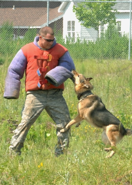 MOODY AIR FORCE BASE, Ga. – Senior Airman Adam Wylie, 823rd Security Forces Squadron military working dog handler, absorbs an impact as Argo, a German Shepherd, bites down on his protective gear here June 25. Airman Wylie and Argo ran a sight scout exercise from 200 yards away to train Argo to sight targets from long distances. (U.S. Air Force photo by Airman Joshua Green) 
