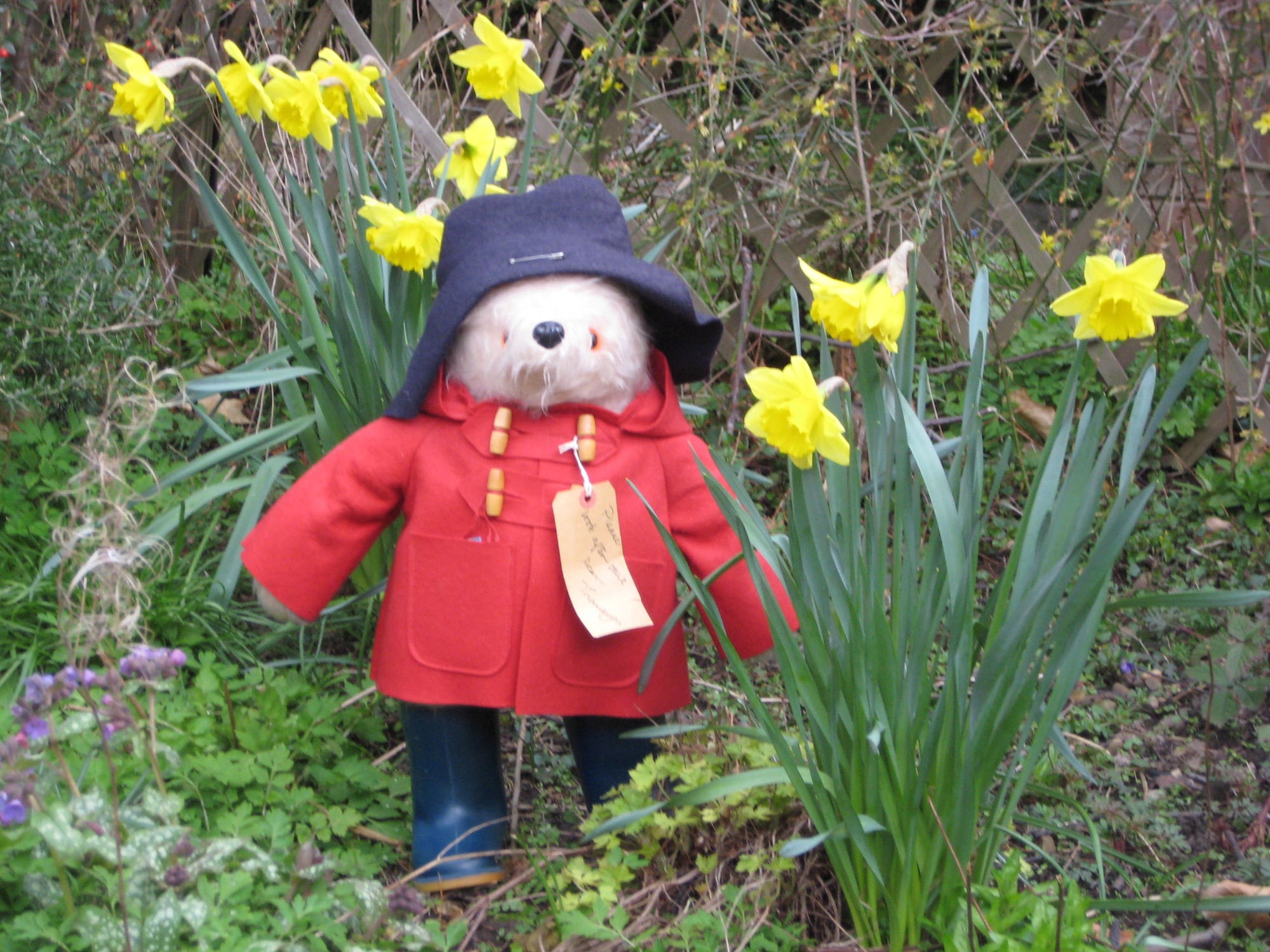Paddington Bear stands amongst daffodils during a springtime visit to Yorkshire. It is 50 years since the publication of Michael Bond's first book about Paddington's adventures. (Photo by Suzanne Harper)