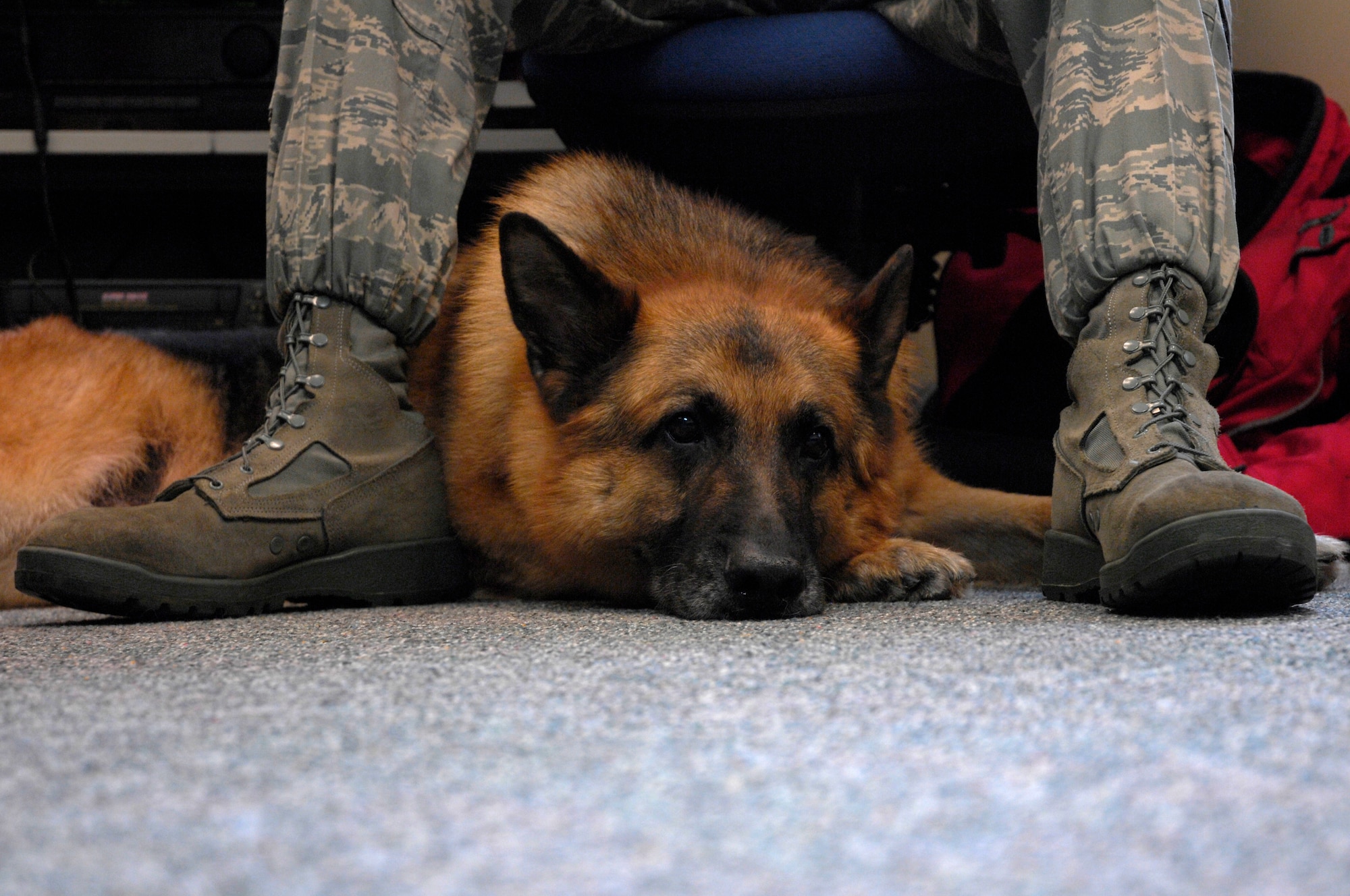 Whiskey, 48th Security Forces explosive protection military working dog, relaxes between the legs of Tech. Sgt. Chris Beavers, 48th Security Forces kennel master June 24 at RAF Feltwell. After serving more than six years, Whiskey still loves to run and play, but because of his failing hips he can only stay active for a short amount of time. (U.S. Air Force photo by Airman Perry Aston)