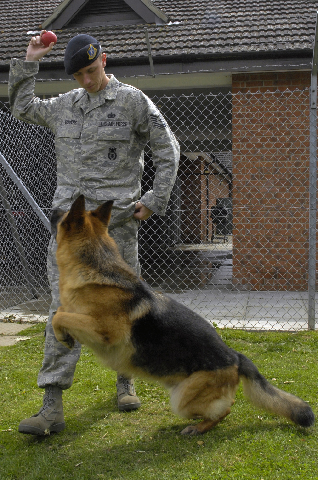 Whiskey, 48th Security Forces explosive protection military working dog, prepares to fetch a ball from Tech. Sgt. Chris Beavers, 48th Security Forces kennel master June 24 at RAF Feltwell. After serving more than six years, Whiskey still loves to run and play, but because of his failing hips he can only stay active for a short amount of time. (U.S. Air Force photo by Airman Perry Aston)