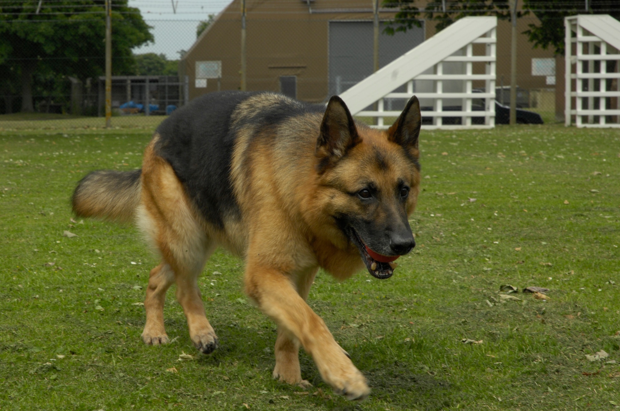 Whiskey, 48th Security Forces explosive protection military working dog, retrieves a ball from Tech. Sgt. Chris Beavers, 48th Security Forces kennel master June 24 at RAF Feltwell. After serving more than six years, Whiskey still loves to run and play, but because of his failing hips he can only stay active for a short amount of time. (U.S. Air Force photo by Airman Perry Aston)