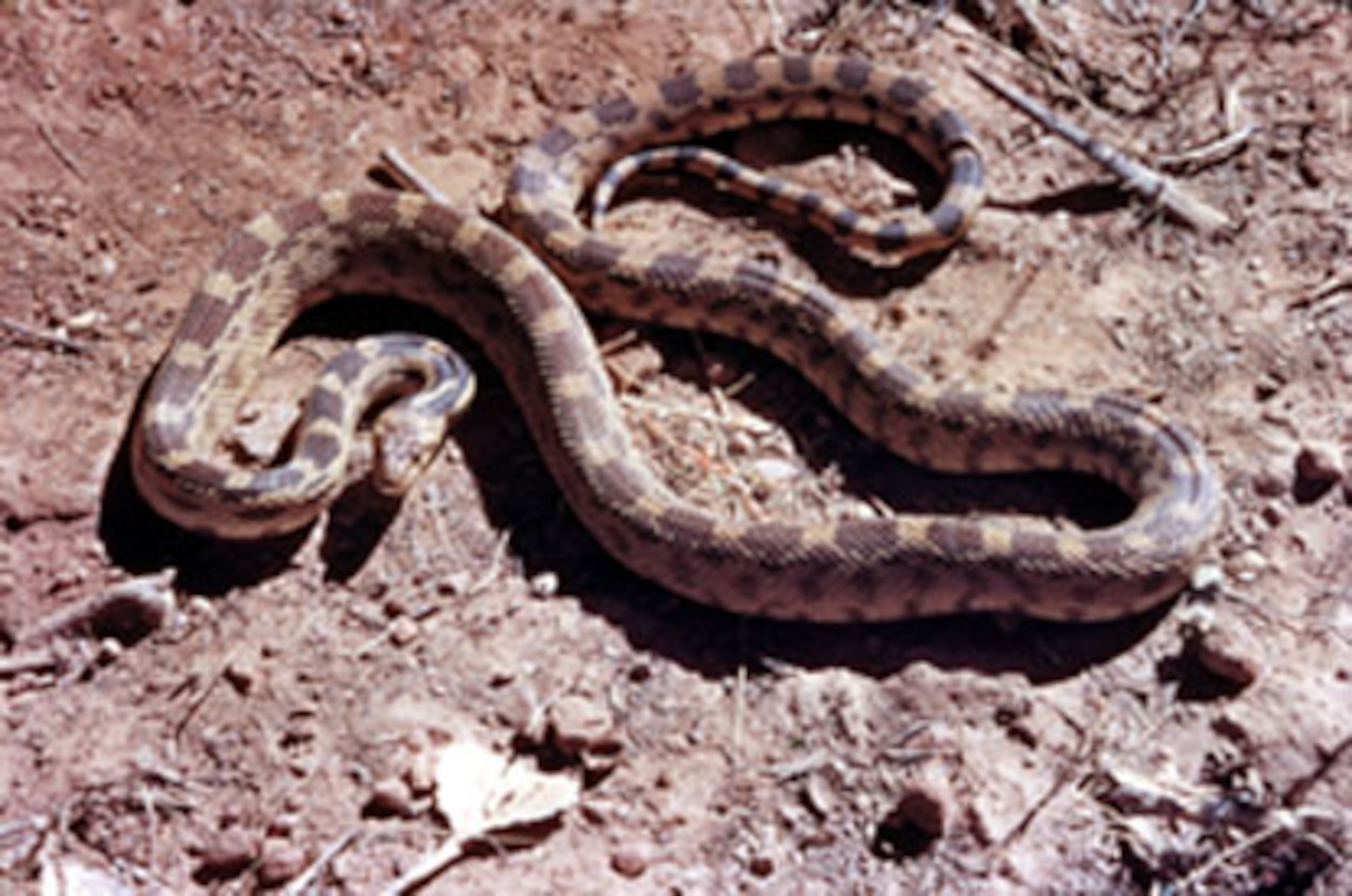 The bull snake is not poisonous, but it does have teeth and will bite if provoked. It is sometimes mistaken for a rattlesnake because of its colors and its defense mechanism – shaking their tail in leaves, producing a sound similar to a rattlesnake shaking its rattles. Bull snakes can be aggressive and should not be handled. Several sightings have occurred across Ellsworth due to higher amounts of precipitation and increased temperatures. (Courtesy photo/www.nps.gov)